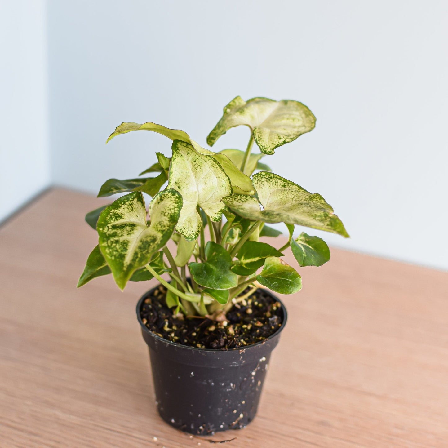 Syngonium Pixie | The Plant Boys