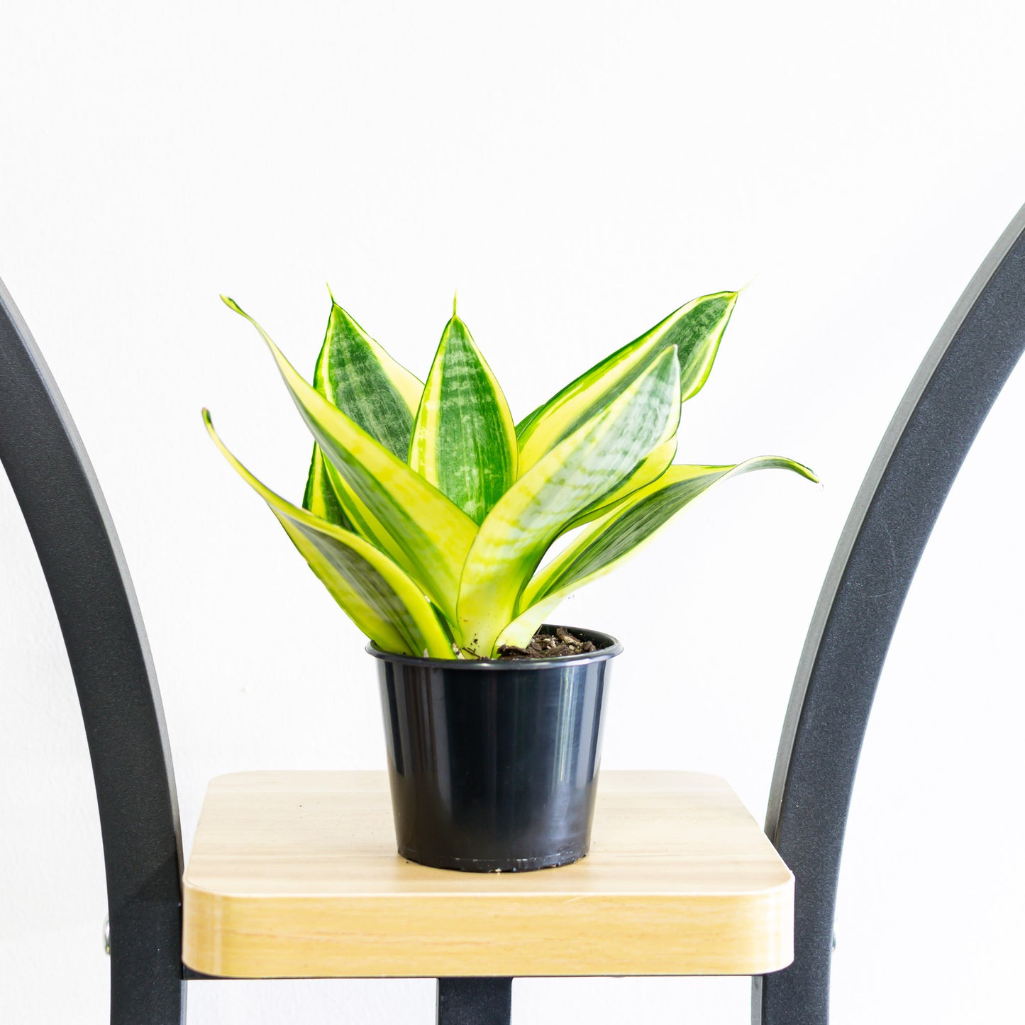 Sansevieria Golden Hahnii