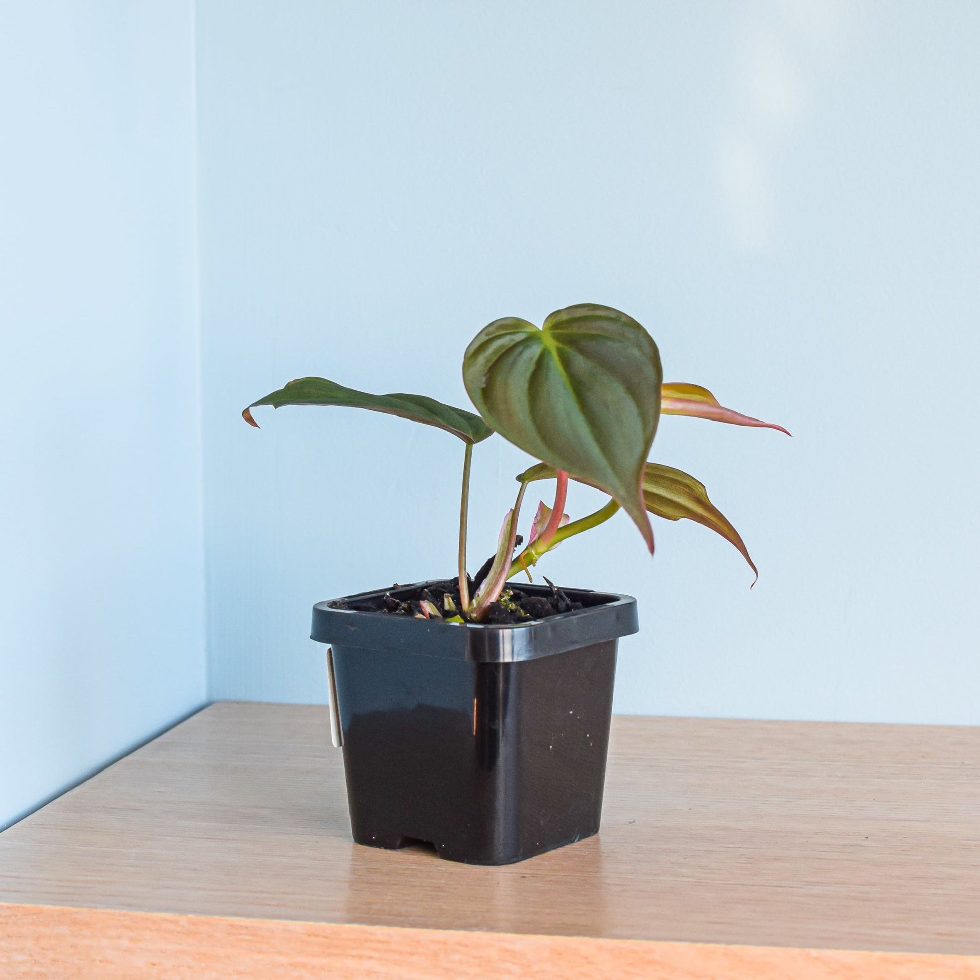 Philodendron Micans | The Plant Boys