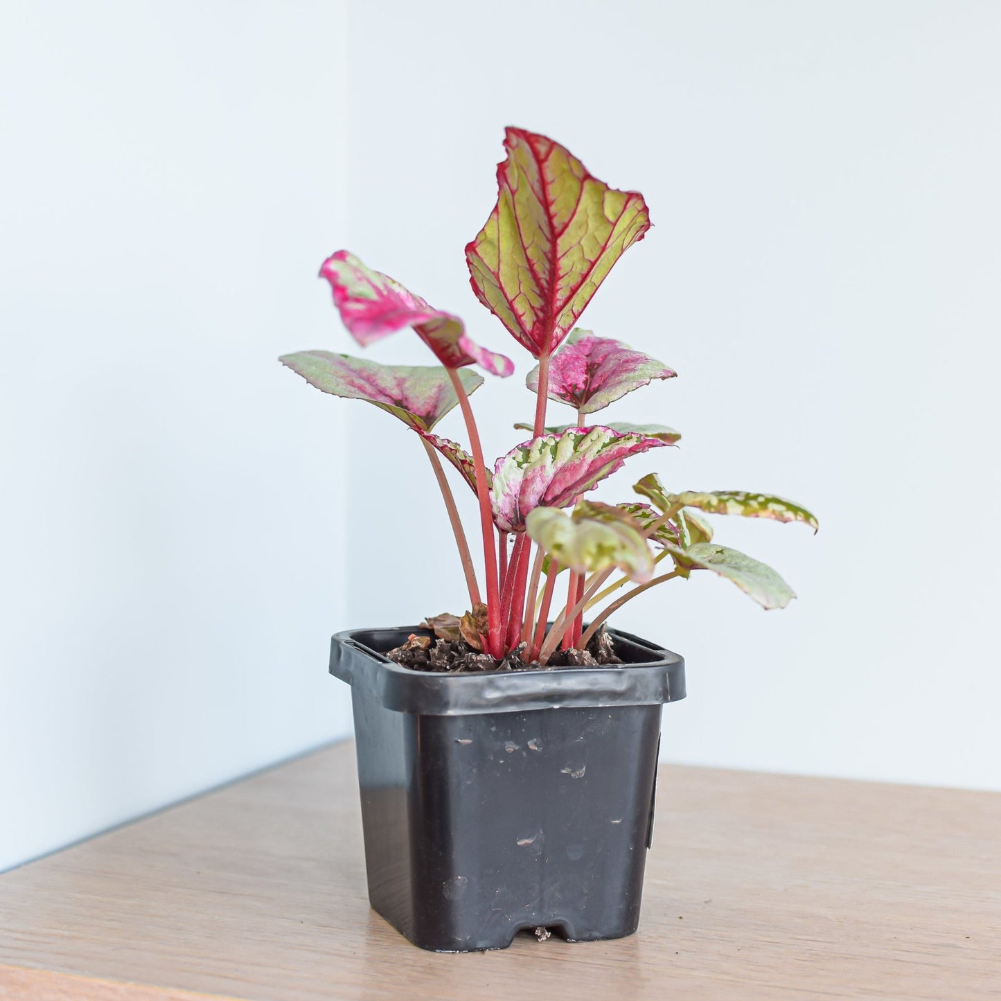 Begonia Maui Sunset | The Plant Boys