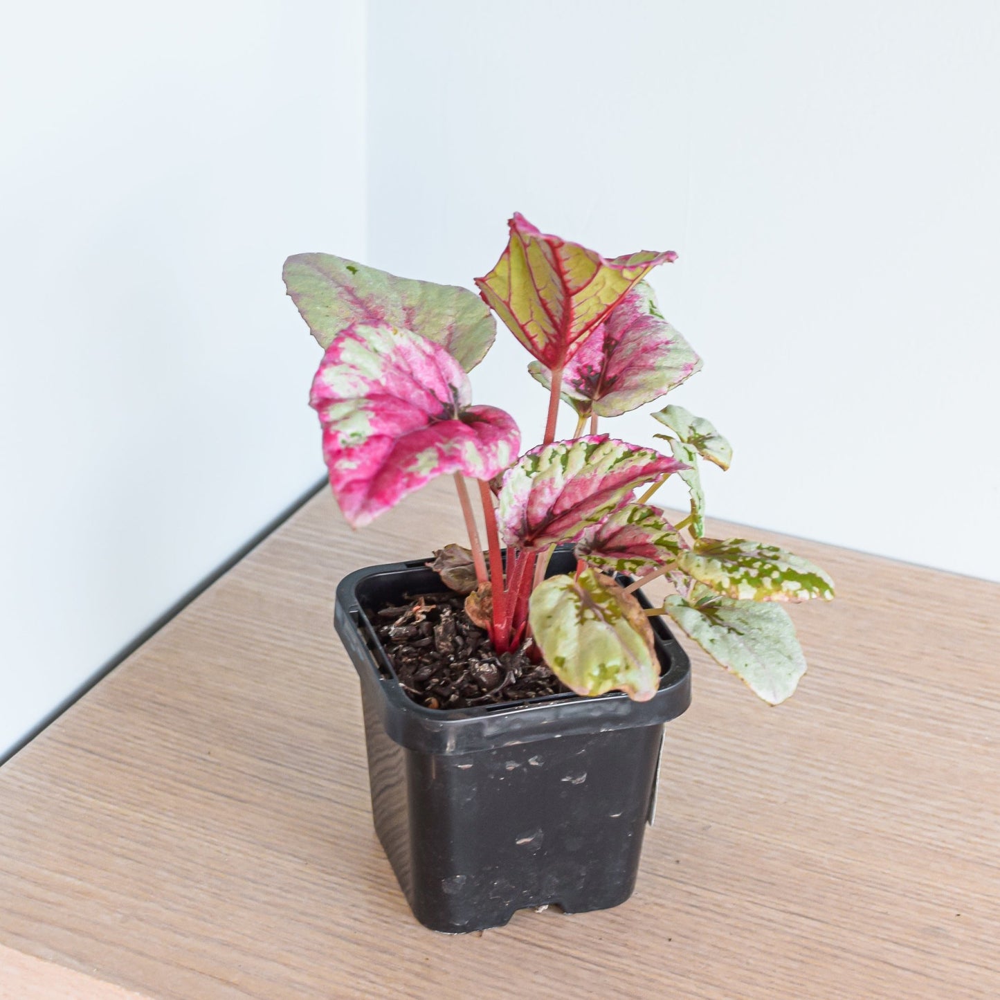 Begonia Maui Sunset | The Plant Boys