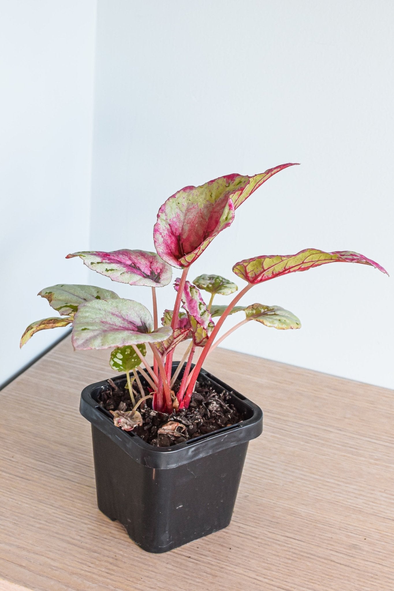 Begonia Maui Sunset | The Plant Boys