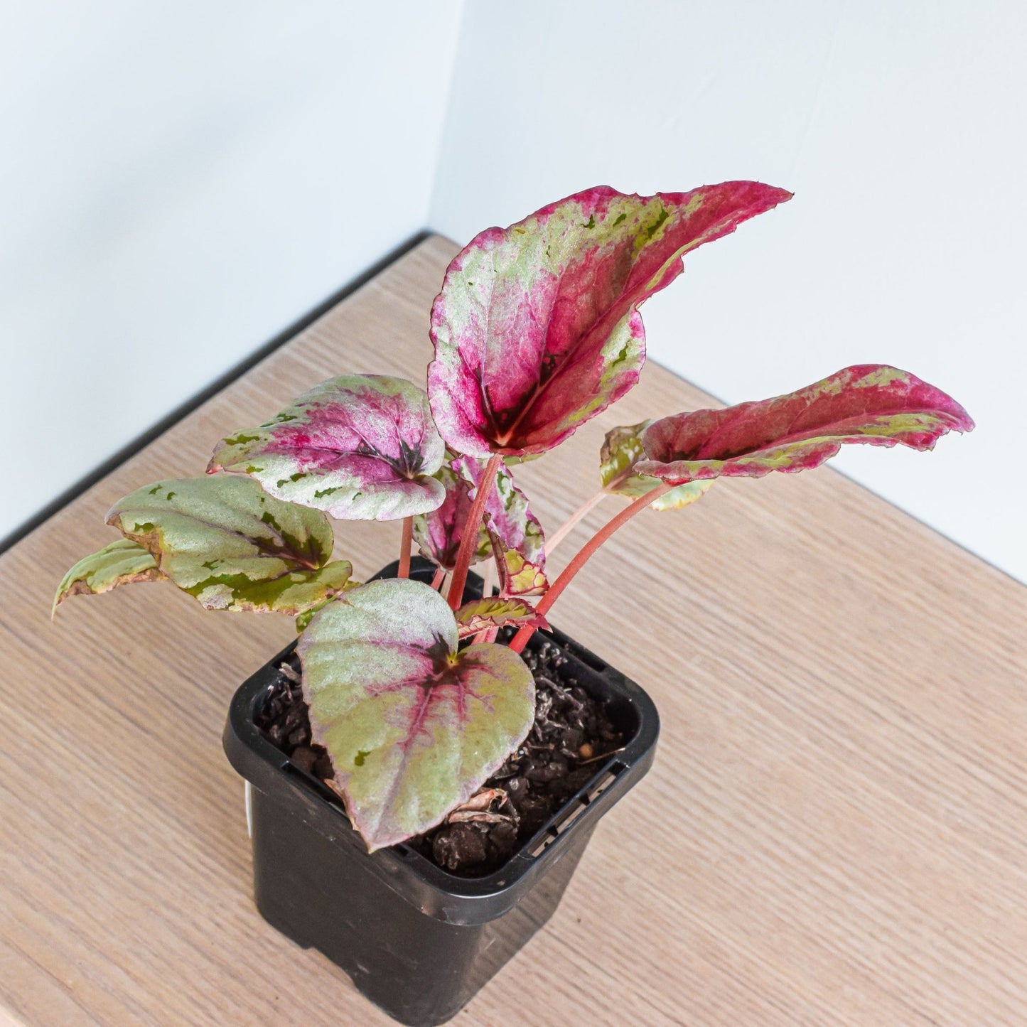 Begonia Maui Sunset | The Plant Boys