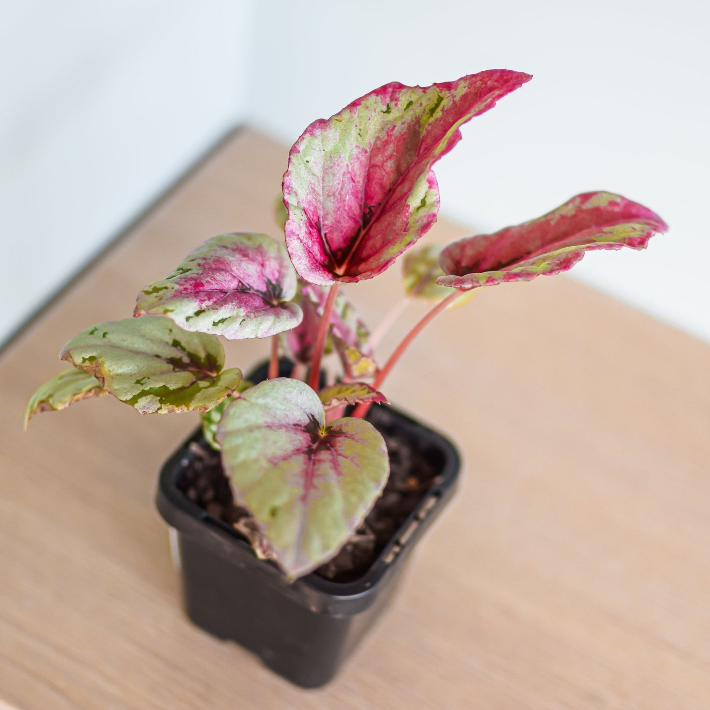 Begonia Maui Sunset | The Plant Boys