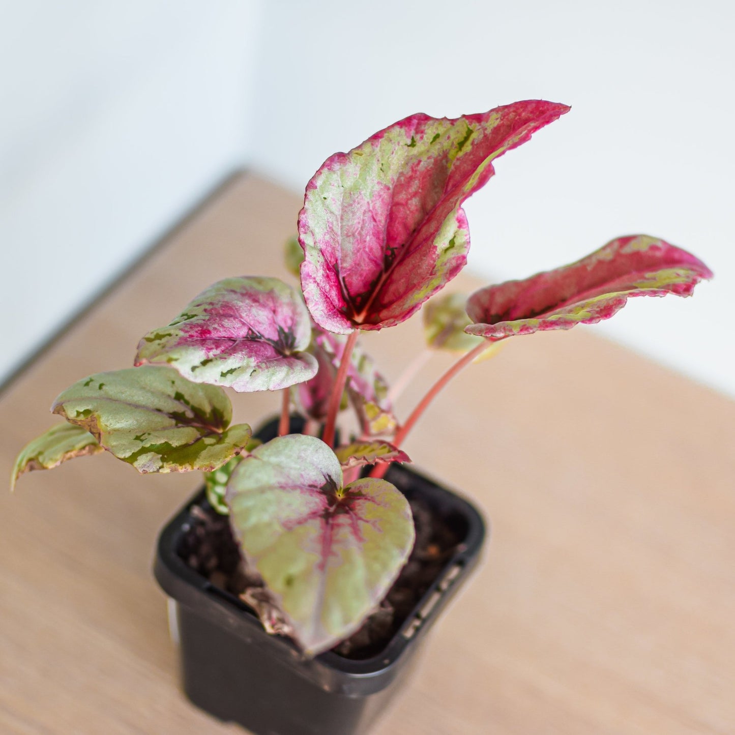 Begonia Maui Sunset | The Plant Boys