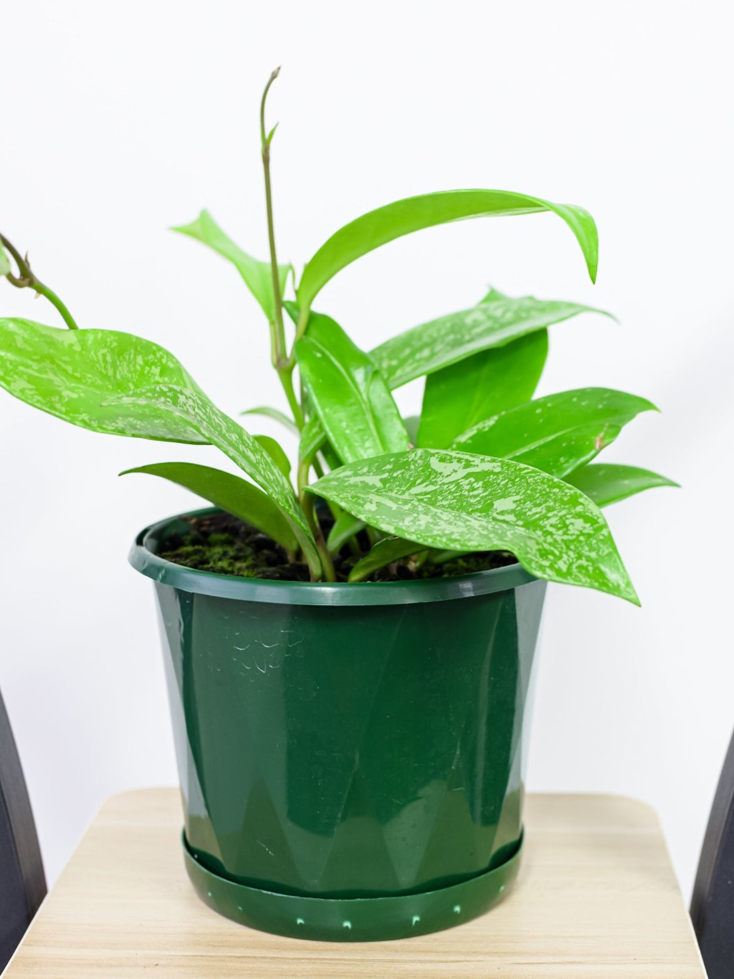Hoya Royal Hawaiian Super Splash | The Plant Boys