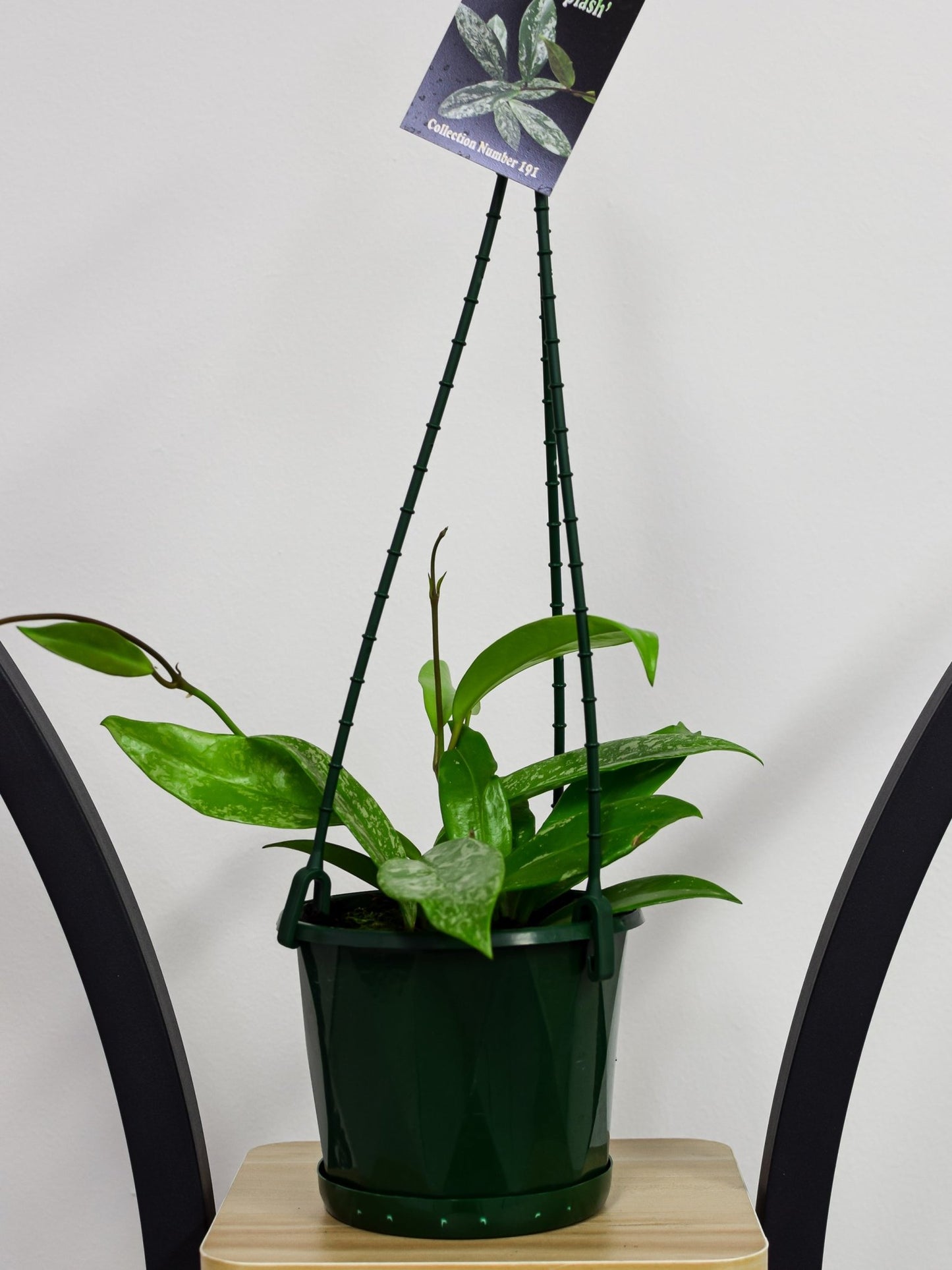 Hoya Royal Hawaiian Super Splash | The Plant Boys