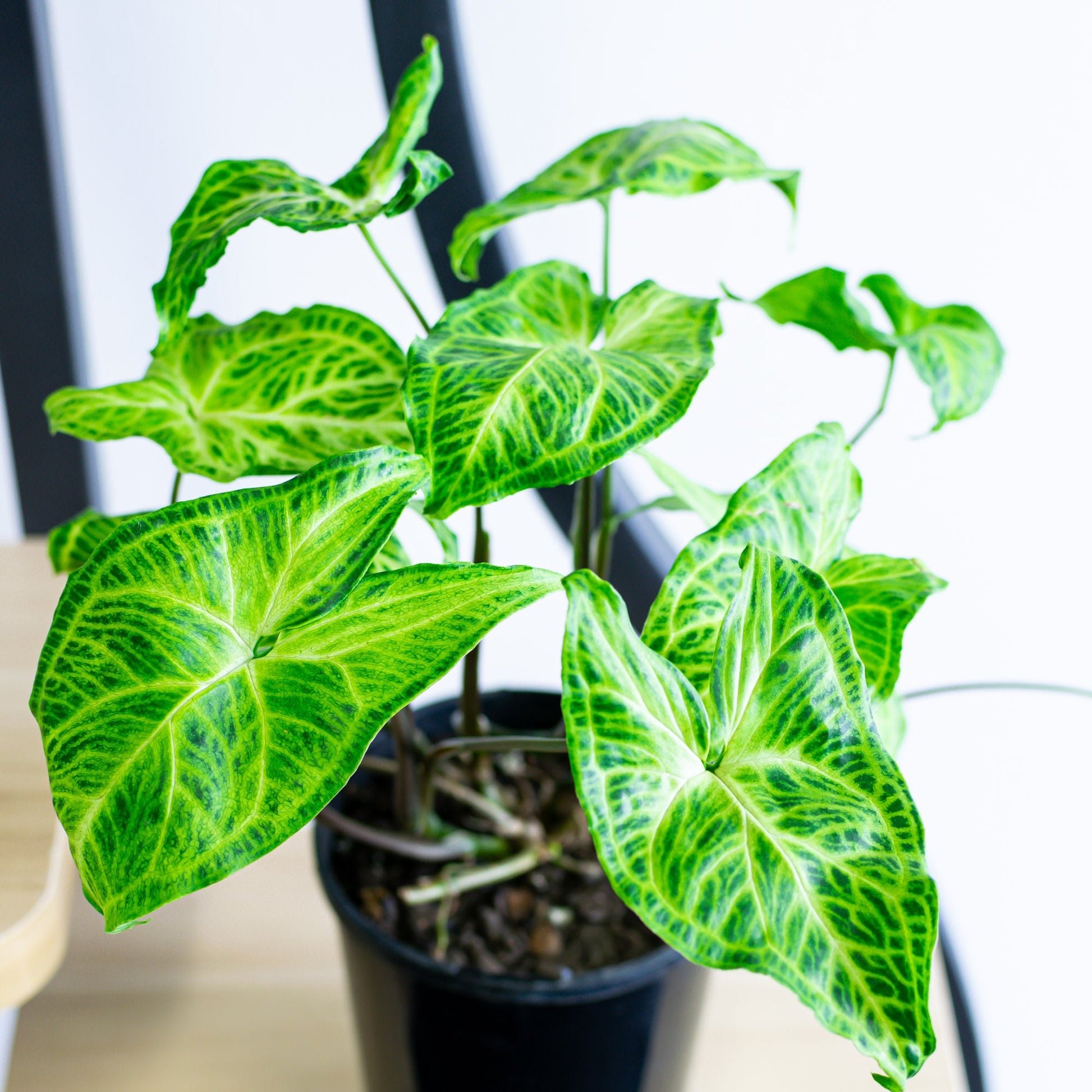 Syngonium Batik | The Plant Boys