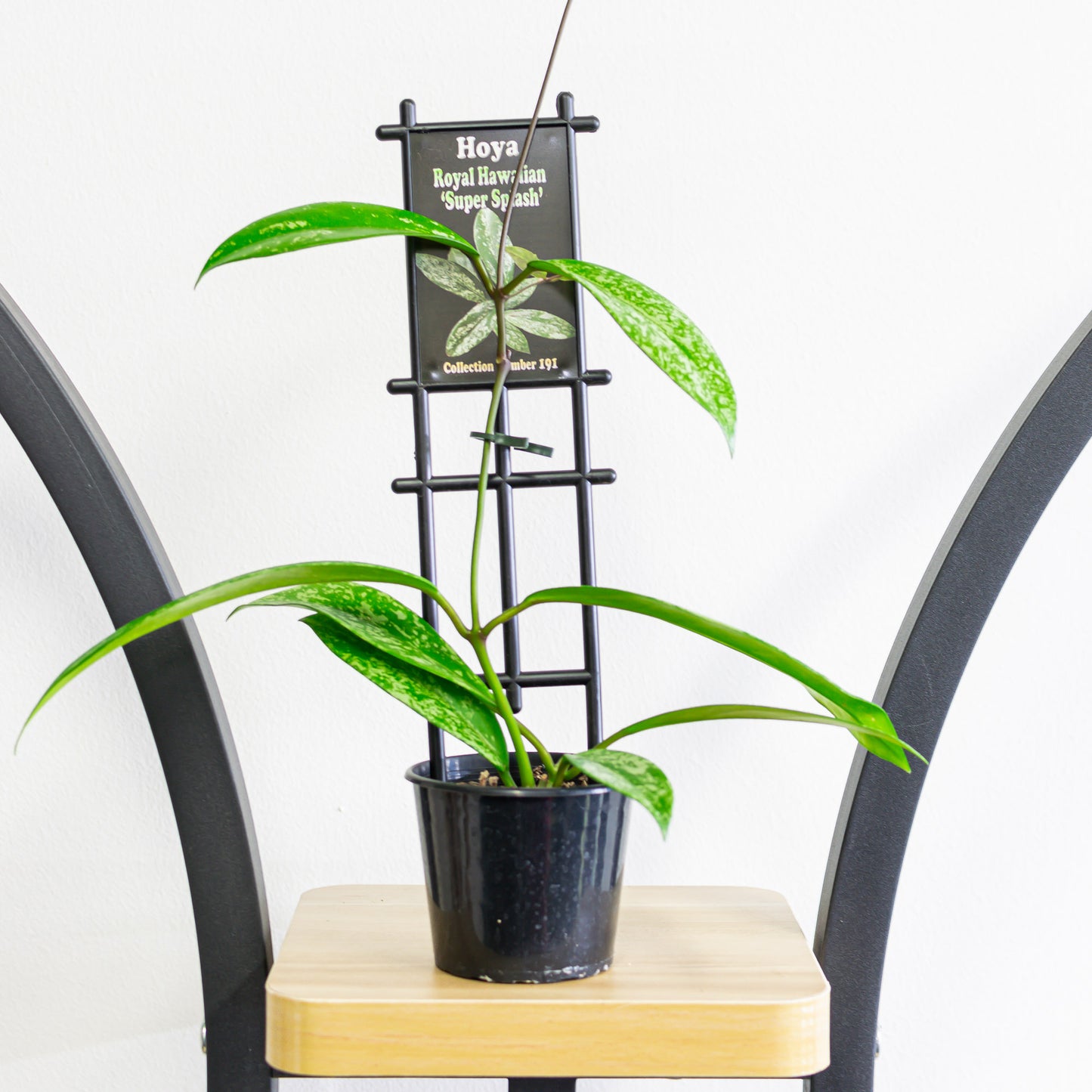 Hoya Royal Hawaiian Super Splash | The Plant Boys
