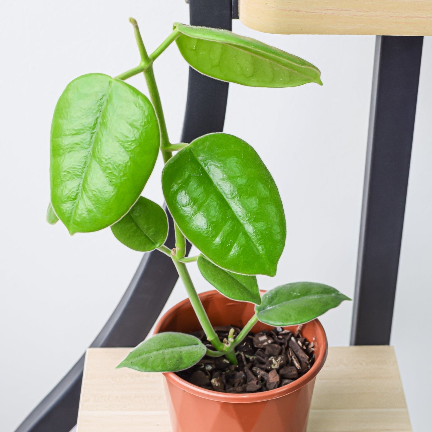 Hoya Ciliata | The Plant Boys