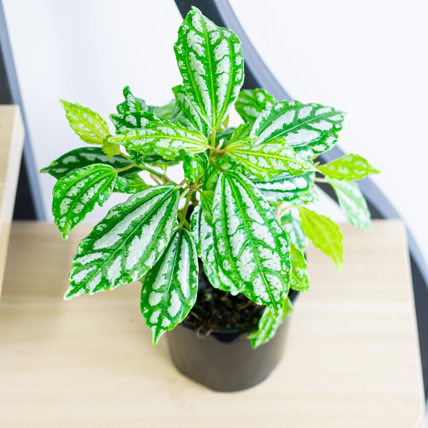Pilea Cadieri Aluminium Plant | The Plant Boys
