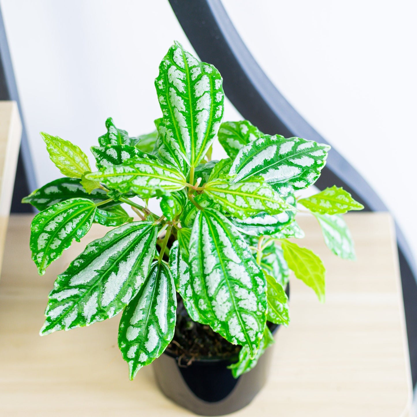 Pilea Cadieri Aluminium Plant | The Plant Boys