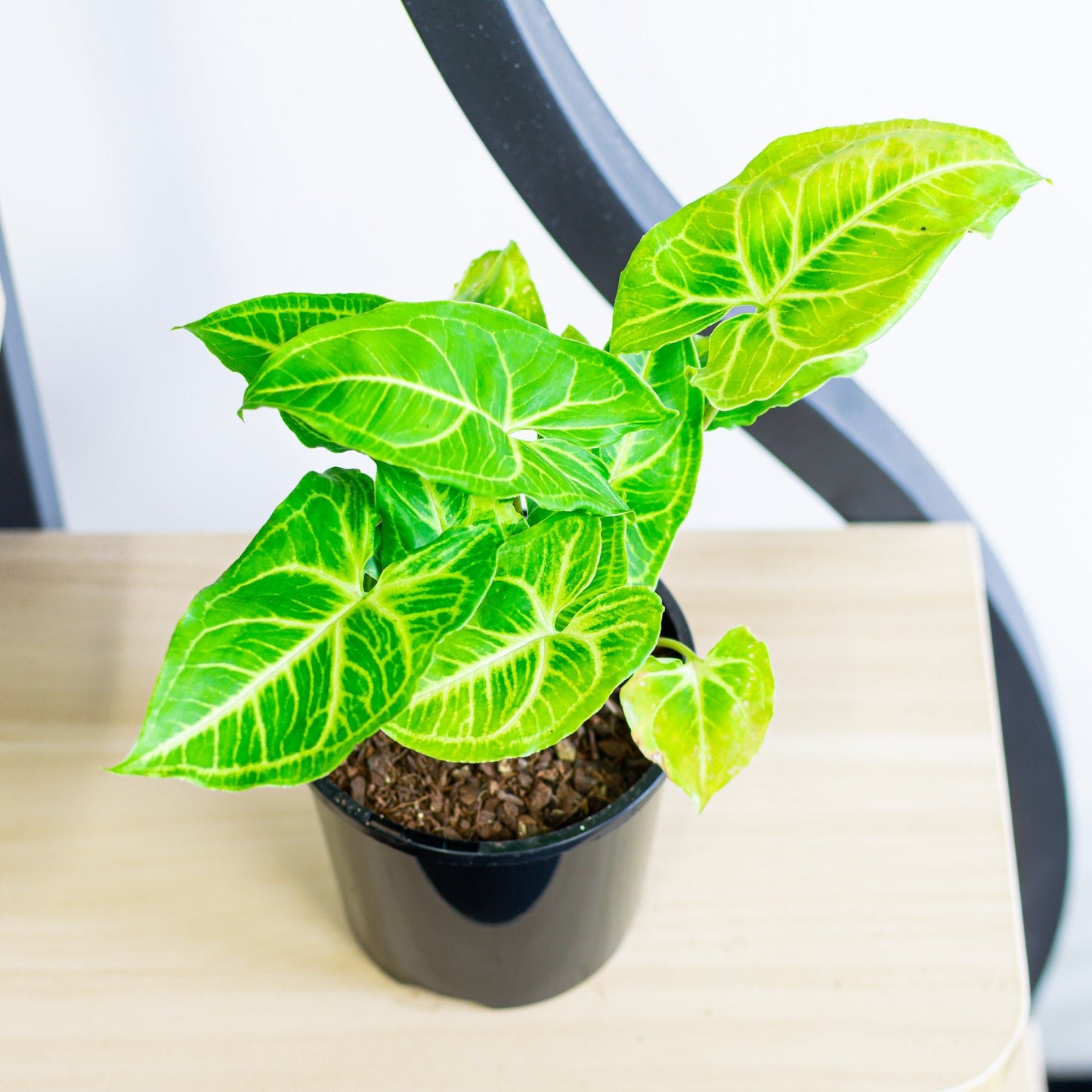 Syngonium Noak | The Plant Boys