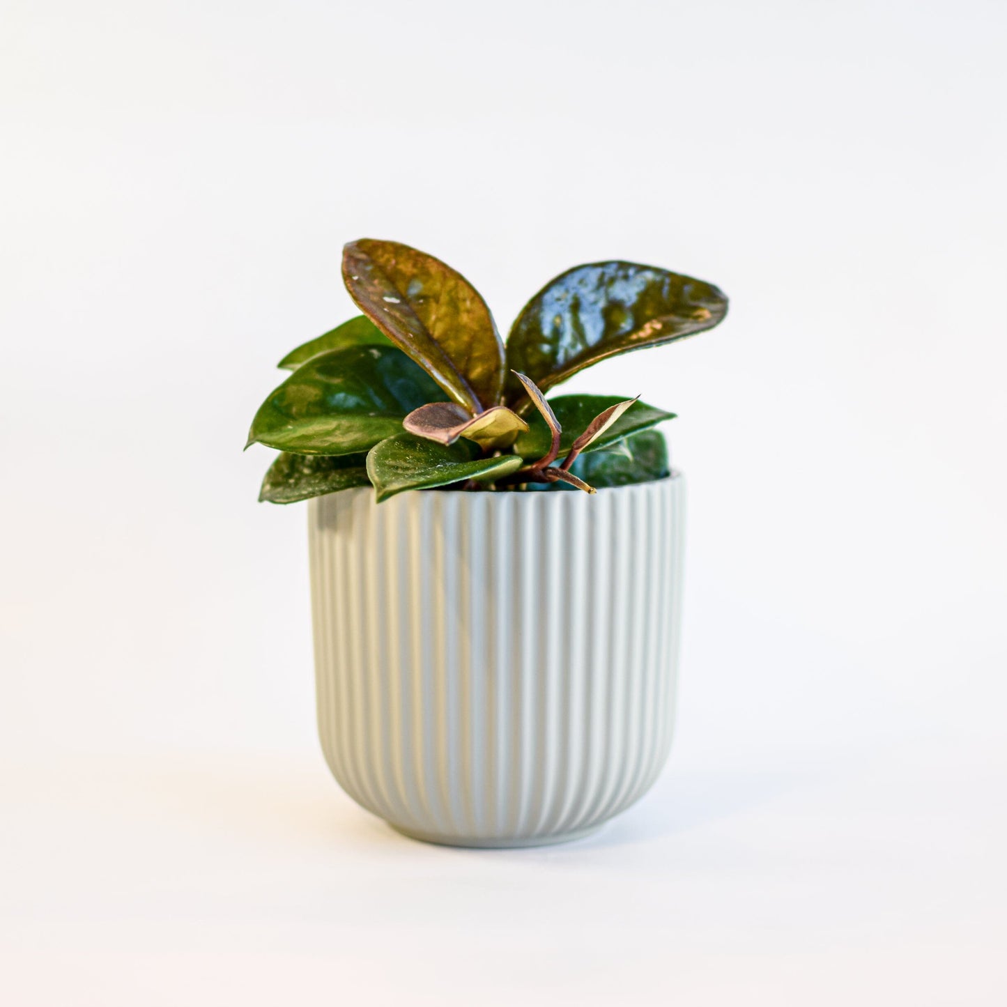 Annix Pot | The Plant Boys