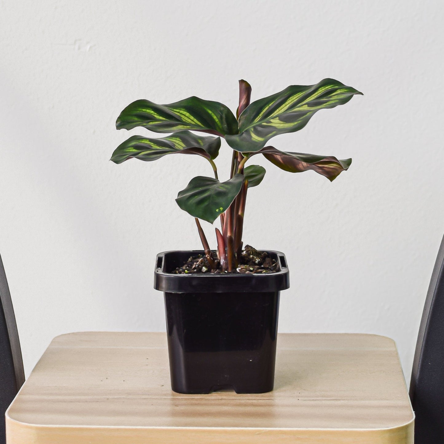 Calathea Makoyana | The Plant Boys