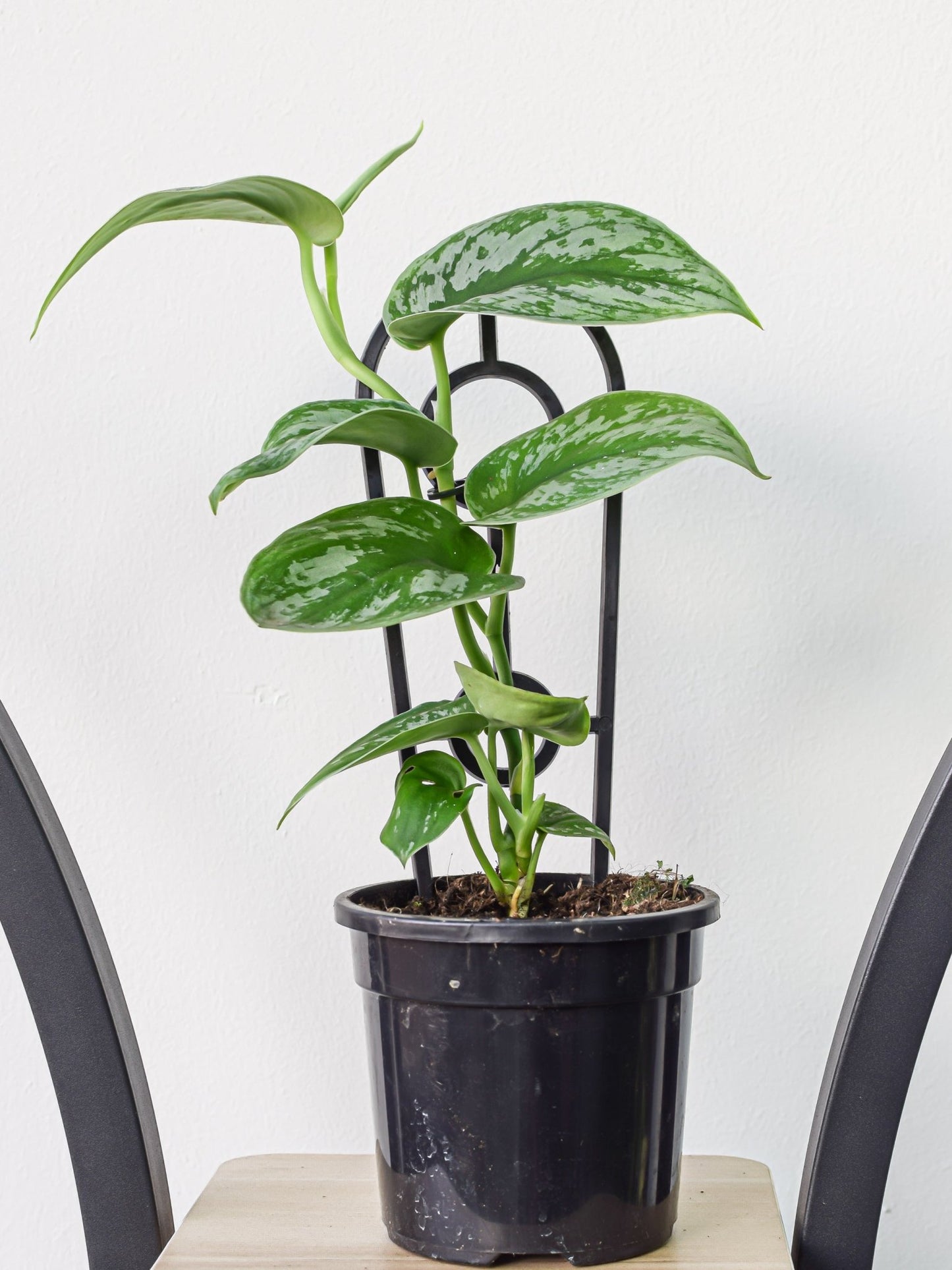 Scindapsus Silver Satin | The Plant Boys