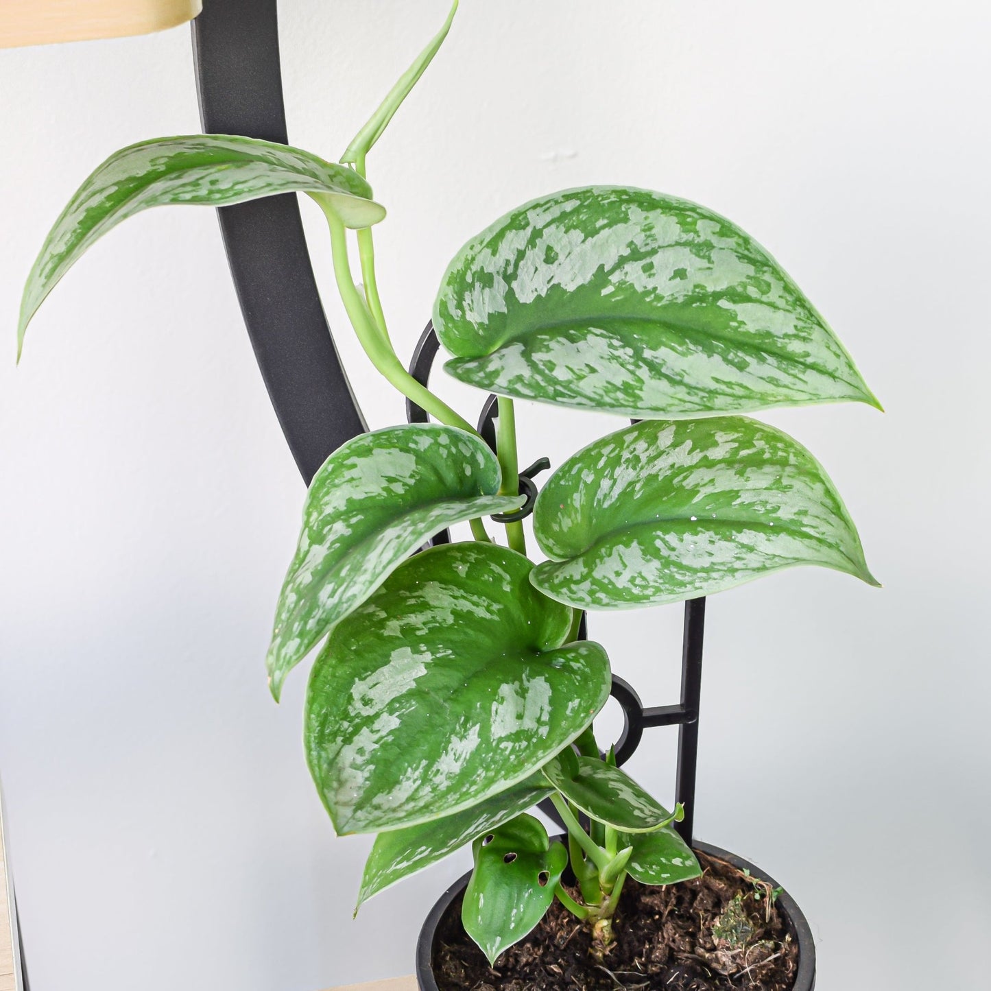 Scindapsus Silver Satin | The Plant Boys