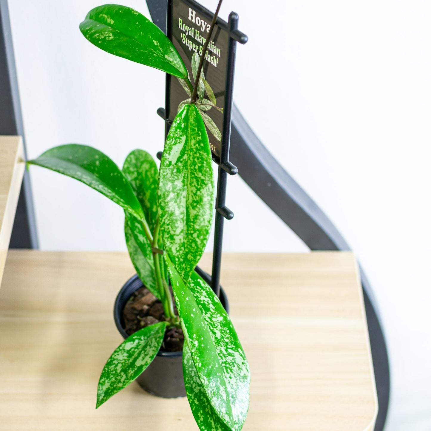 Hoya Royal Hawaiian Super Splash | The Plant Boys