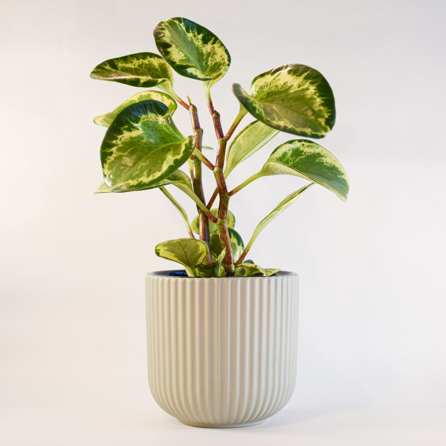 Annix Pot | The Plant Boys