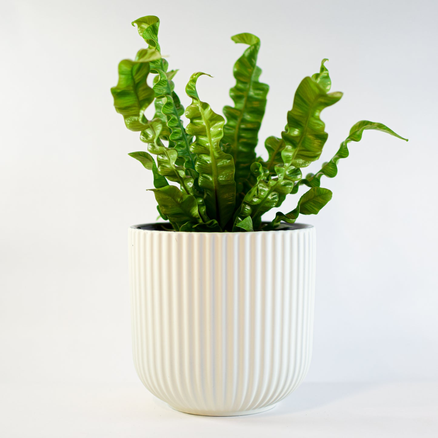 Annix Pot | The Plant Boys