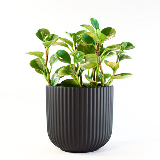 Annix Pot | The Plant Boys