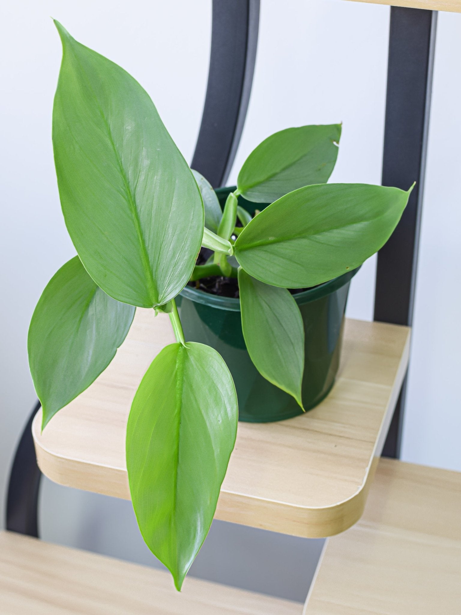 Philodendron Silver Sword | The Plant Boys
