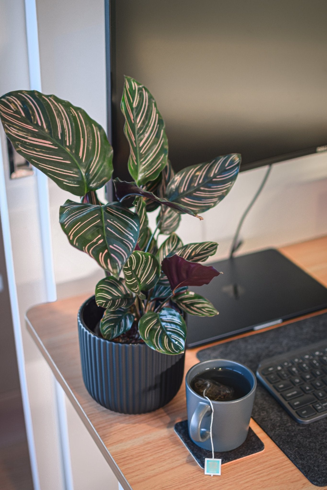 Annix Pot | The Plant Boys