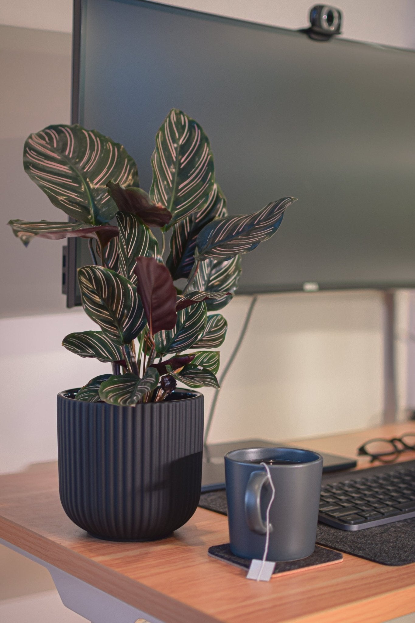 Annix Pot | The Plant Boys