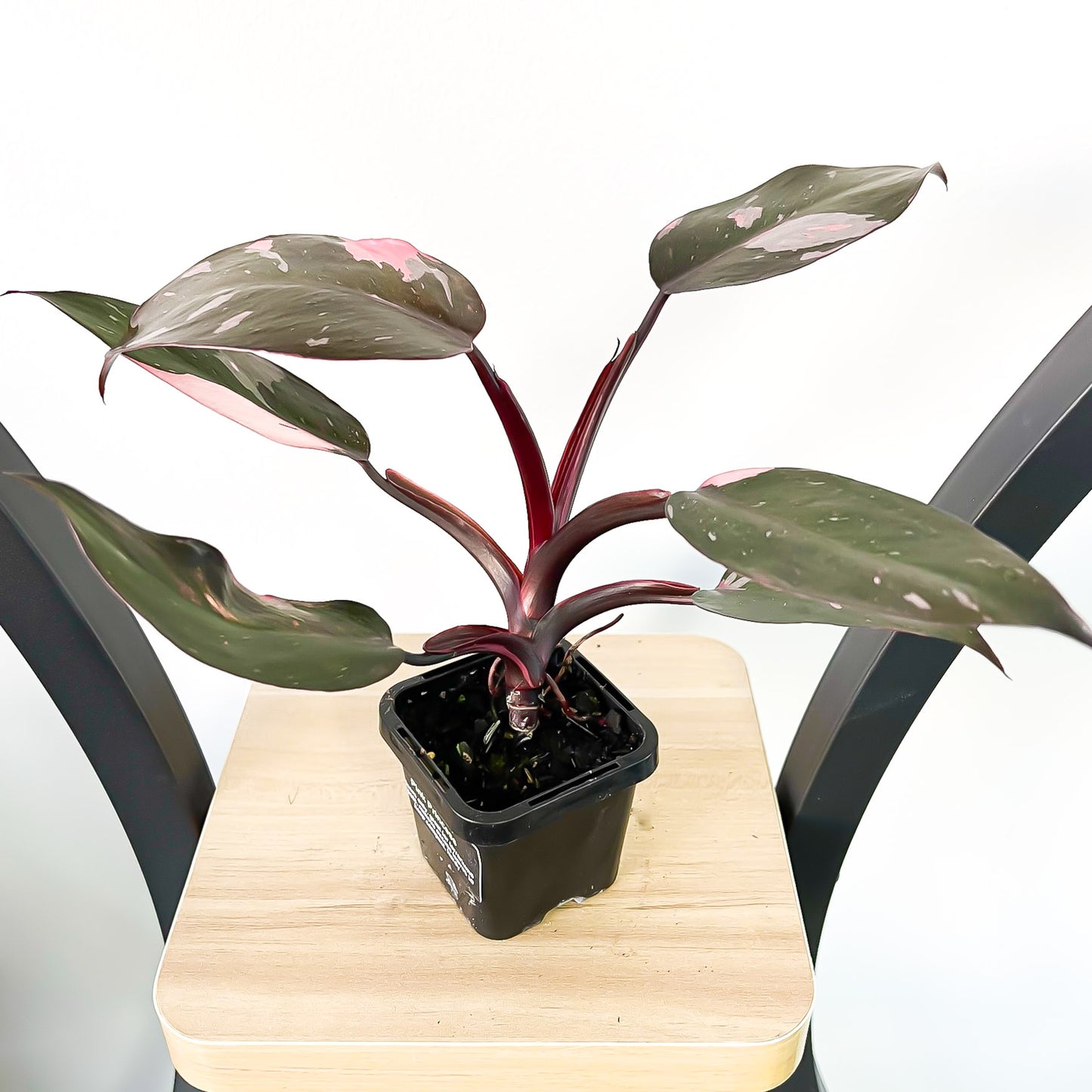 Philodendron Pink Princess