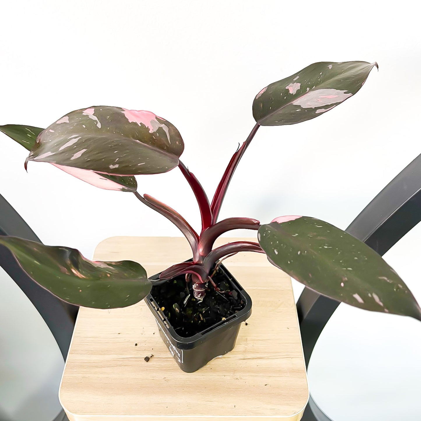 Philodendron Pink Princess