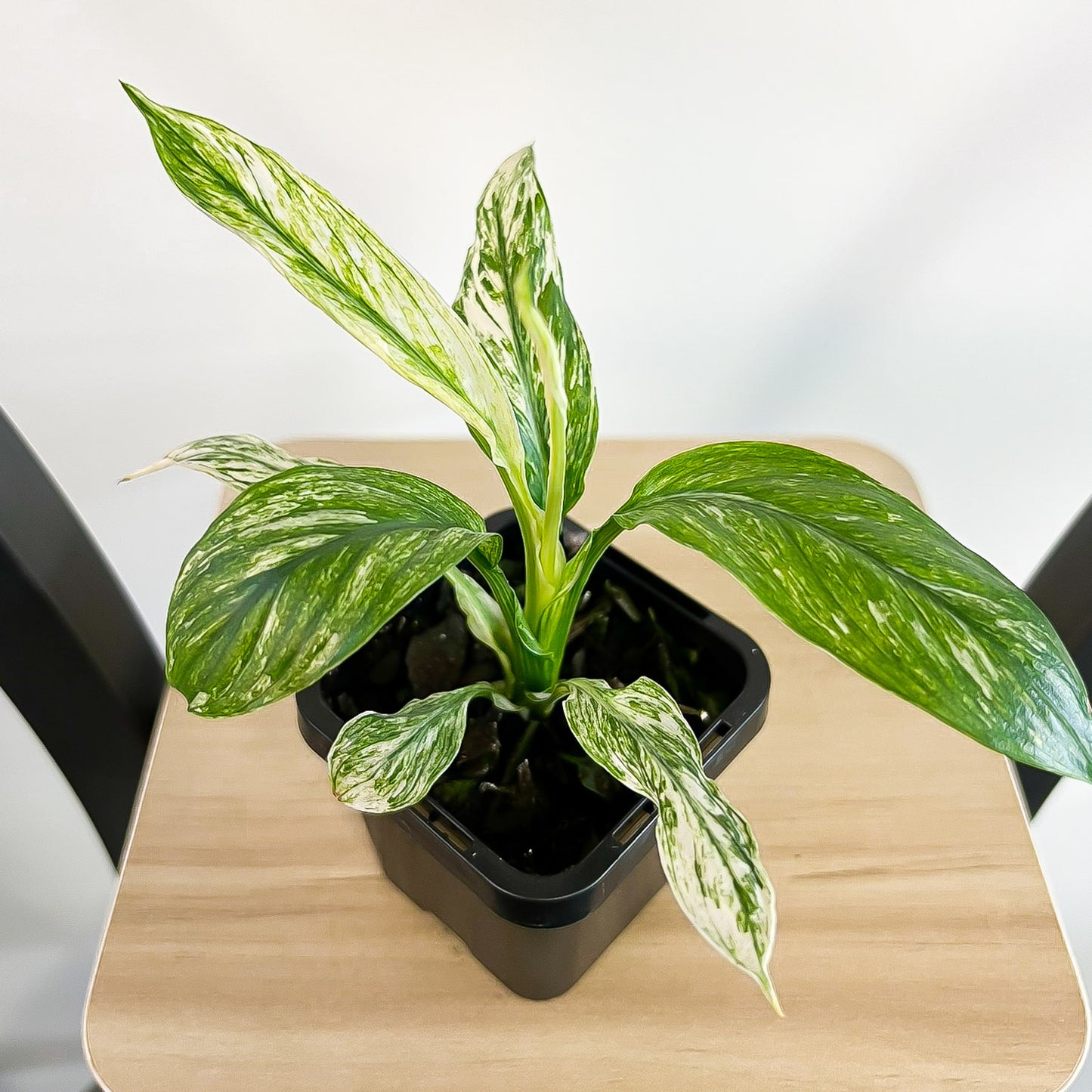Spathiphyllum Sensation Variegata Peace Lily