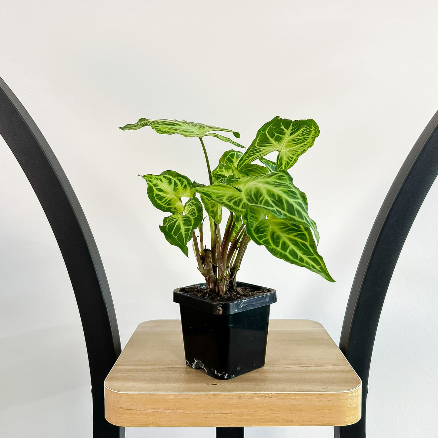 Syngonium Batik