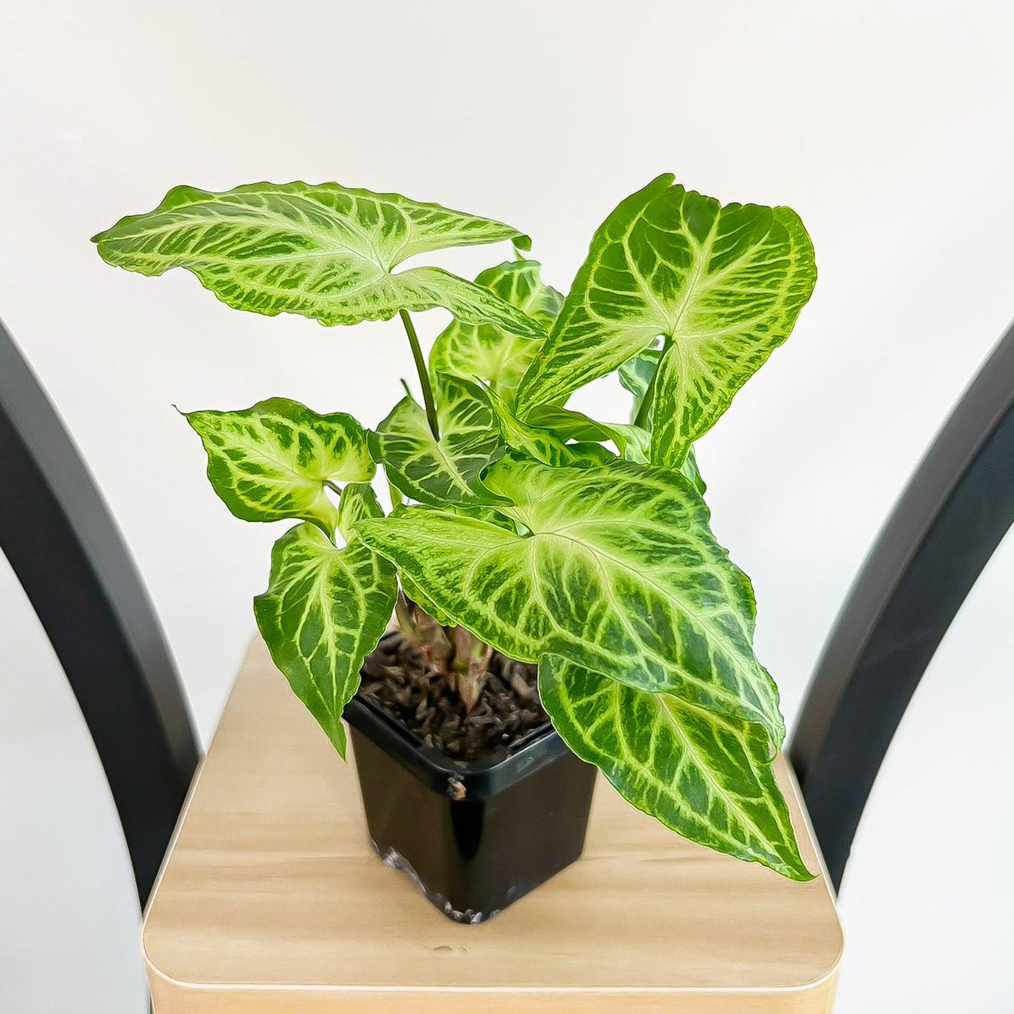 Syngonium Batik
