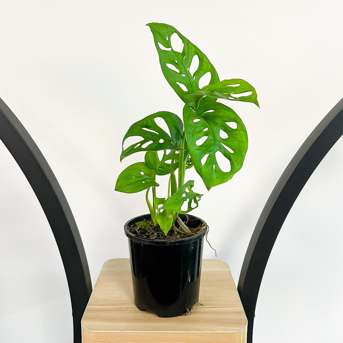 Monstera Adansonii Swiss Cheese Plant