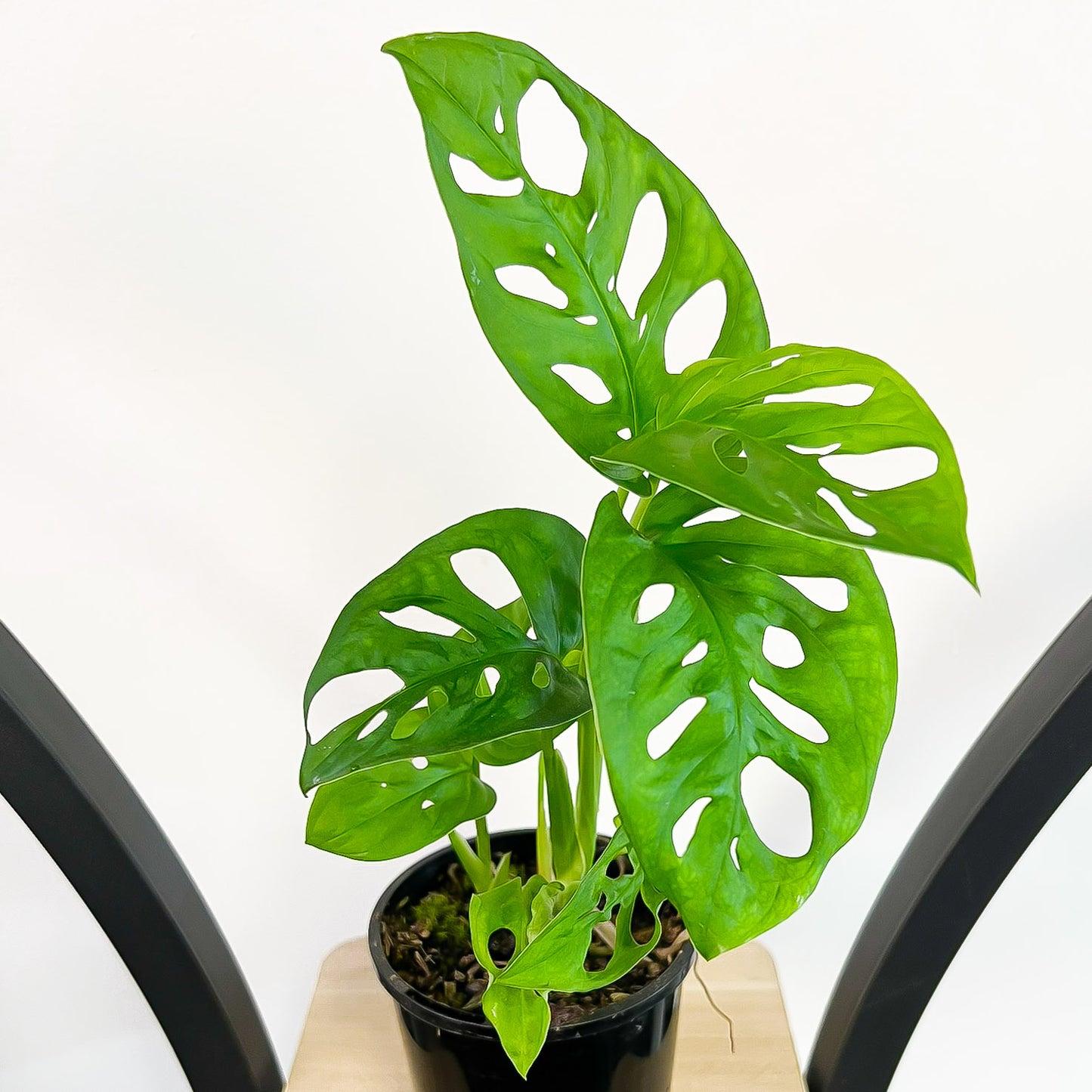 Monstera Adansonii Swiss Cheese Plant