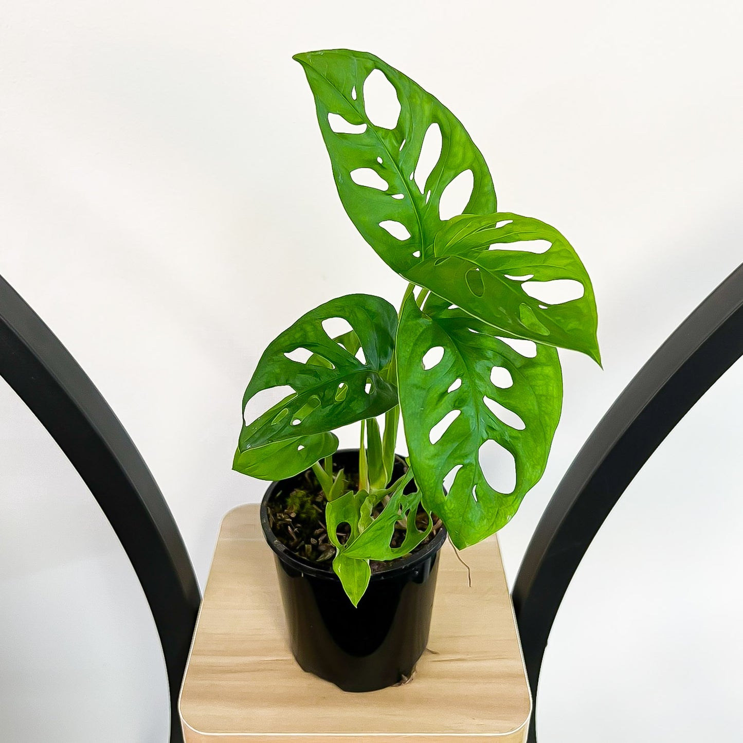 Monstera Adansonii Swiss Cheese Plant