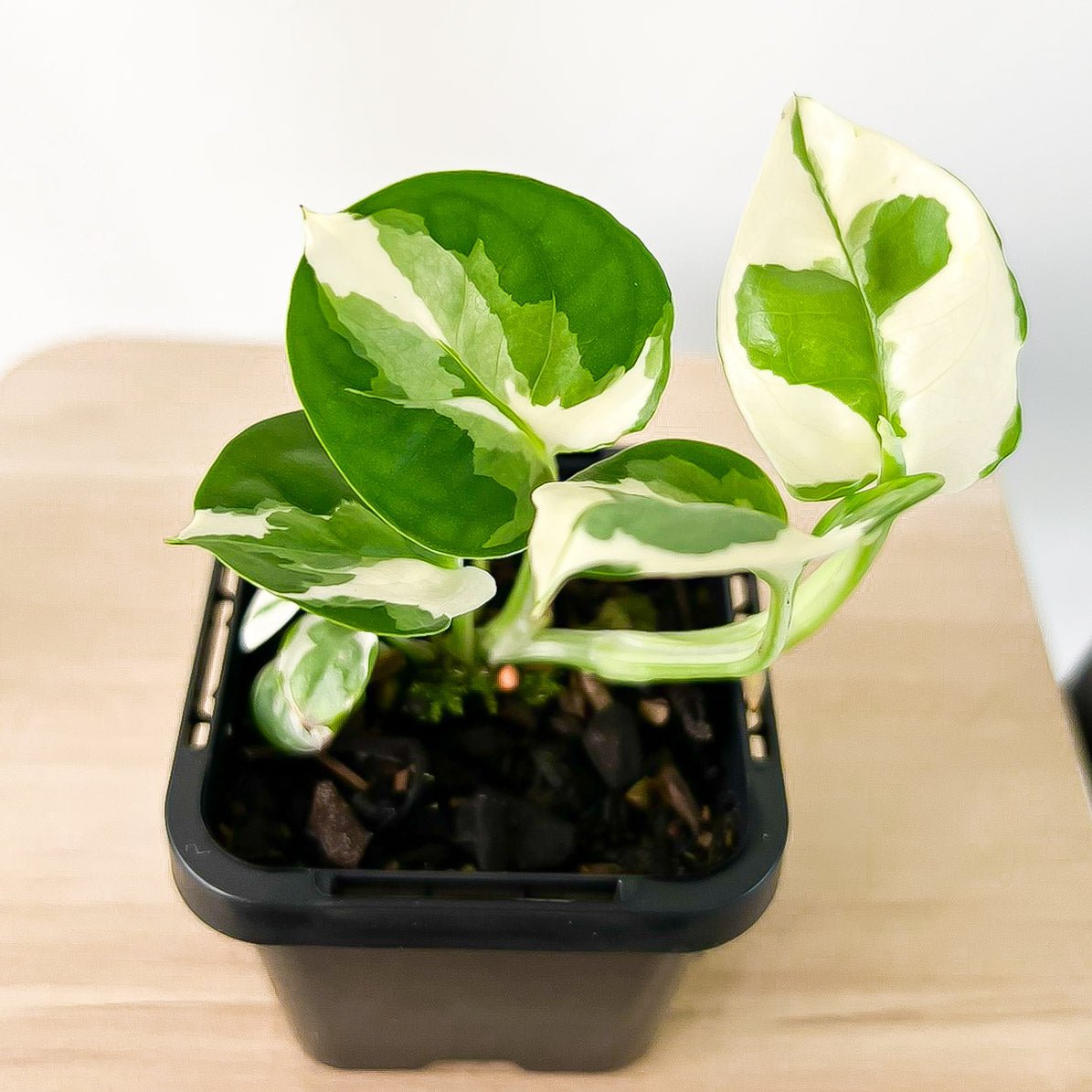 Pothos N'Joy | The Plant Boys