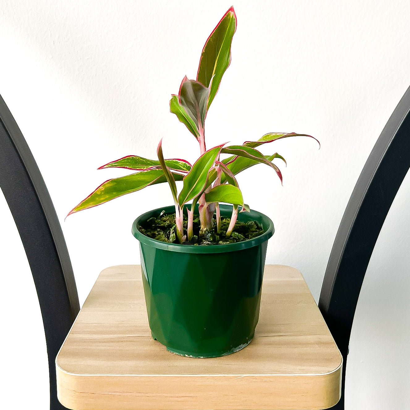 Aglaonema Siam Aurora | The Plant Boys