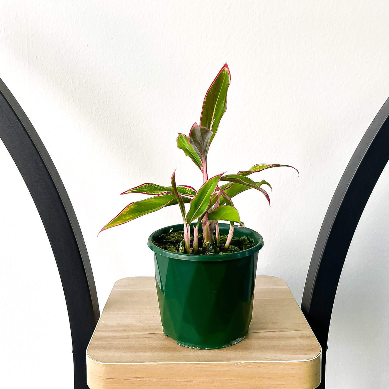 Aglaonema Siam Aurora | The Plant Boys