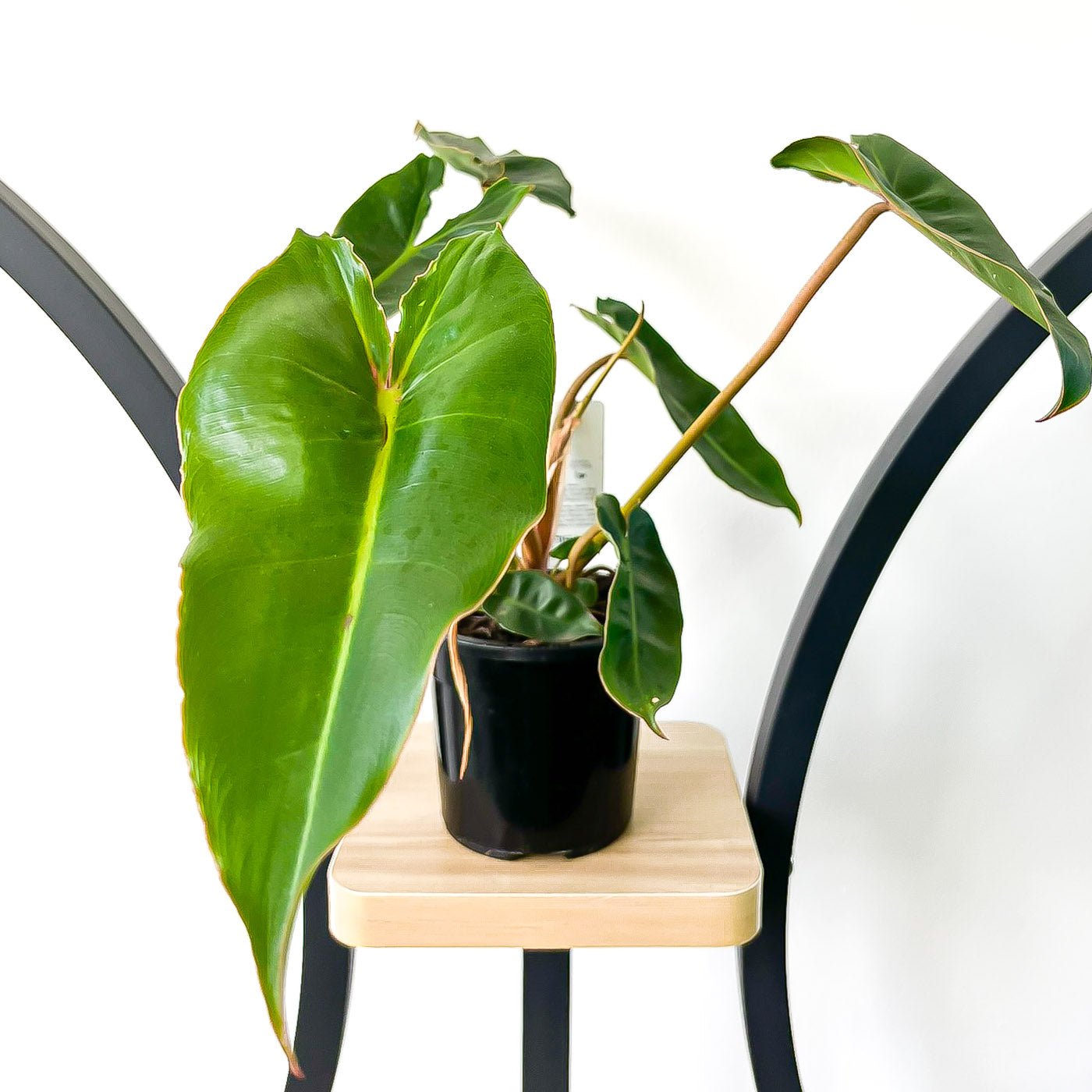 Philodendron Billietiae | The Plant Boys