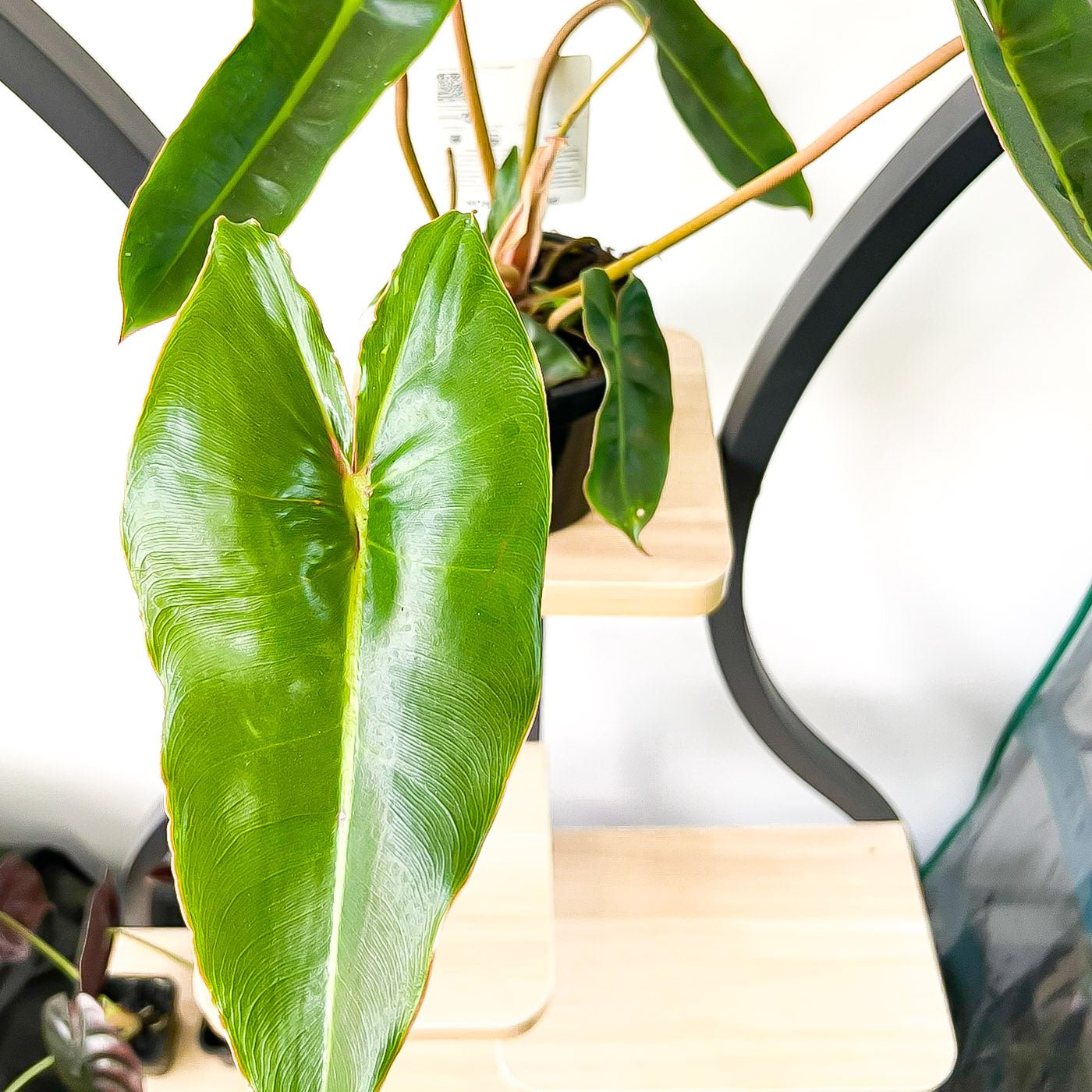 Philodendron Billietiae | The Plant Boys