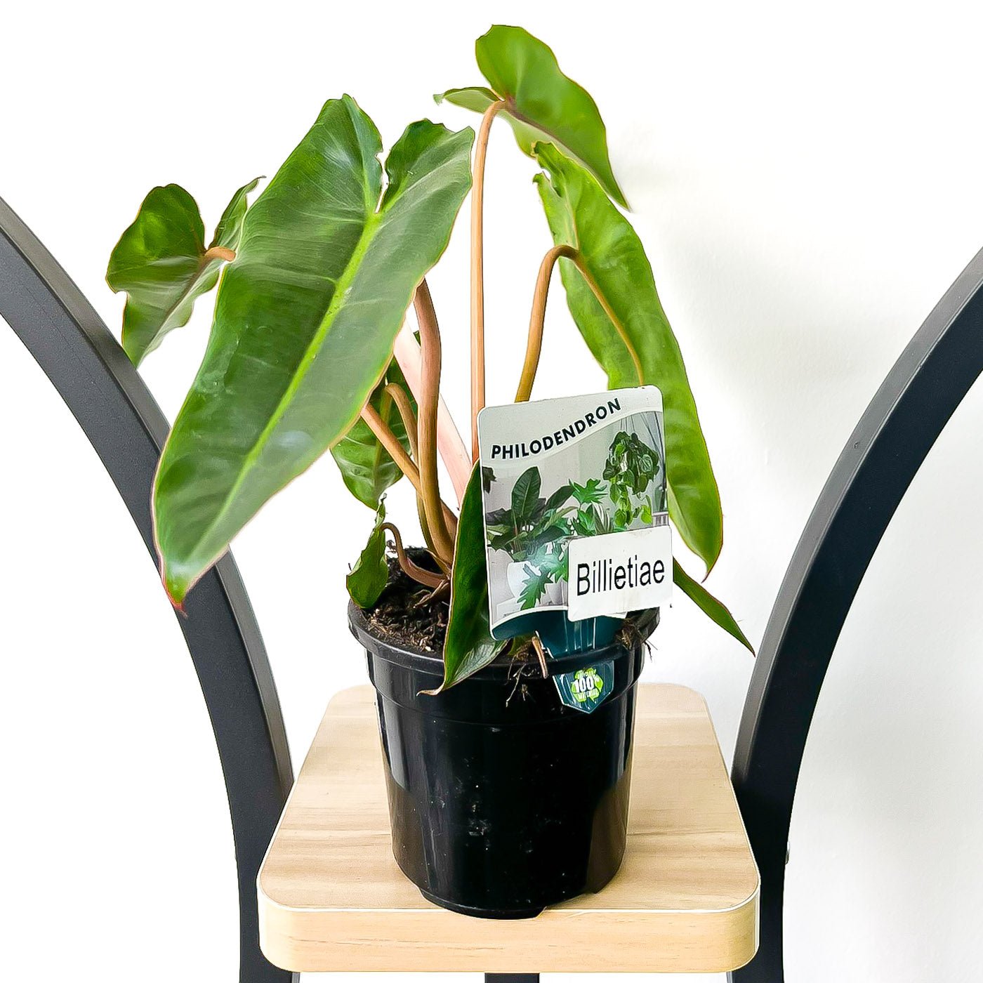 Philodendron Billietiae | The Plant Boys