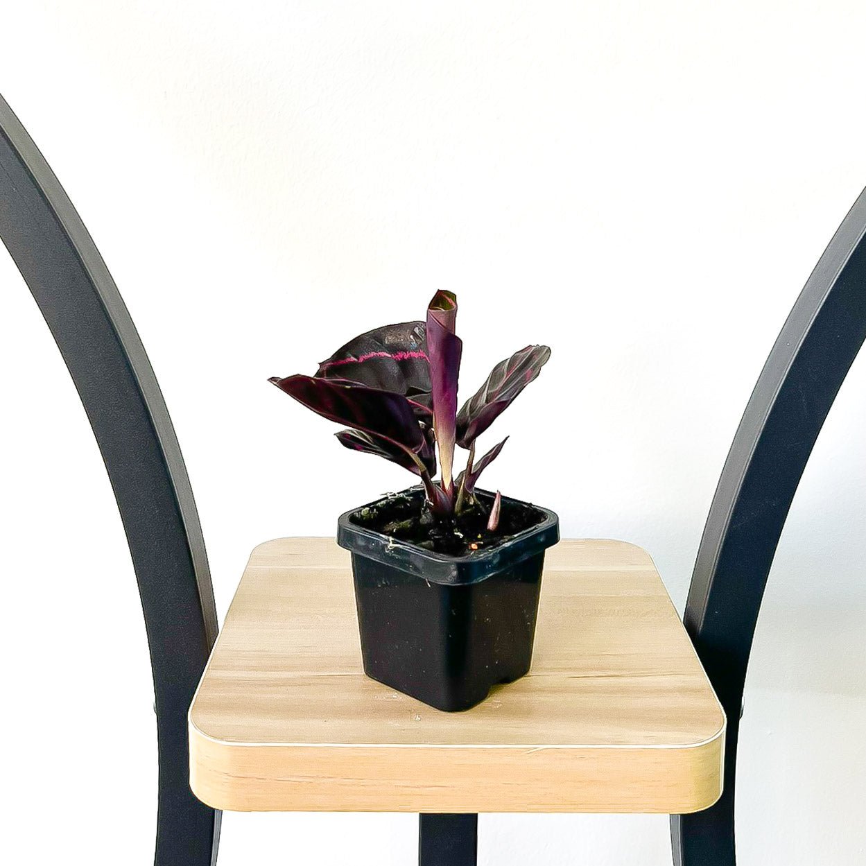 Calathea Dottie | The Plant Boys
