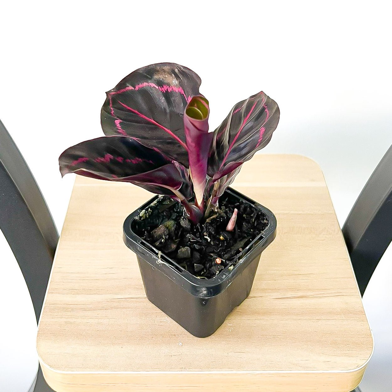 Calathea Dottie | The Plant Boys
