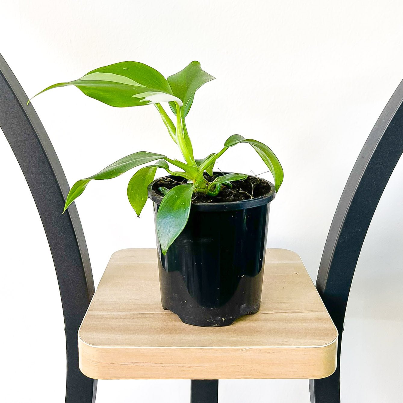Philodendron White Wizard | The Plant Boys