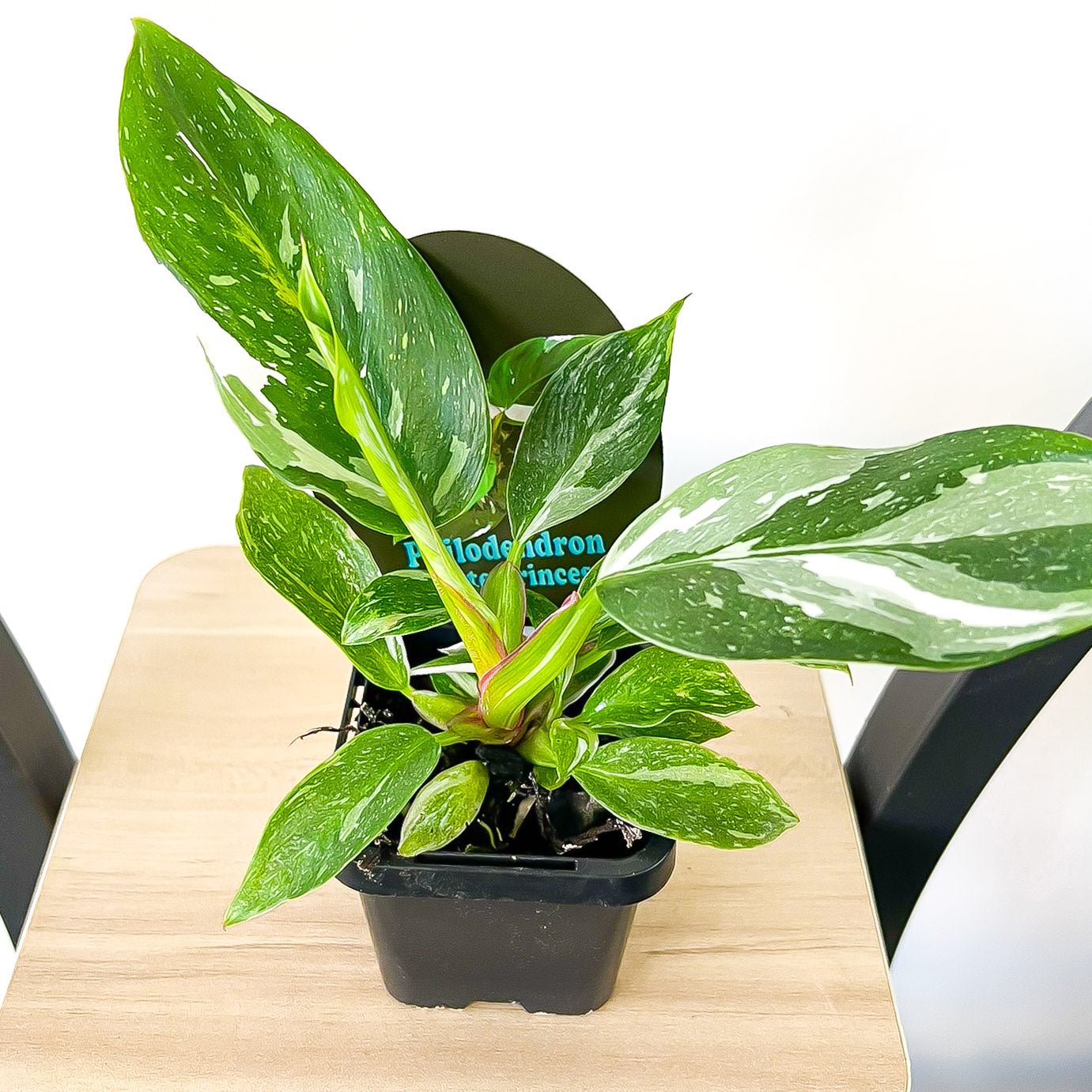 Philodendron White Princess | The Plant Boys