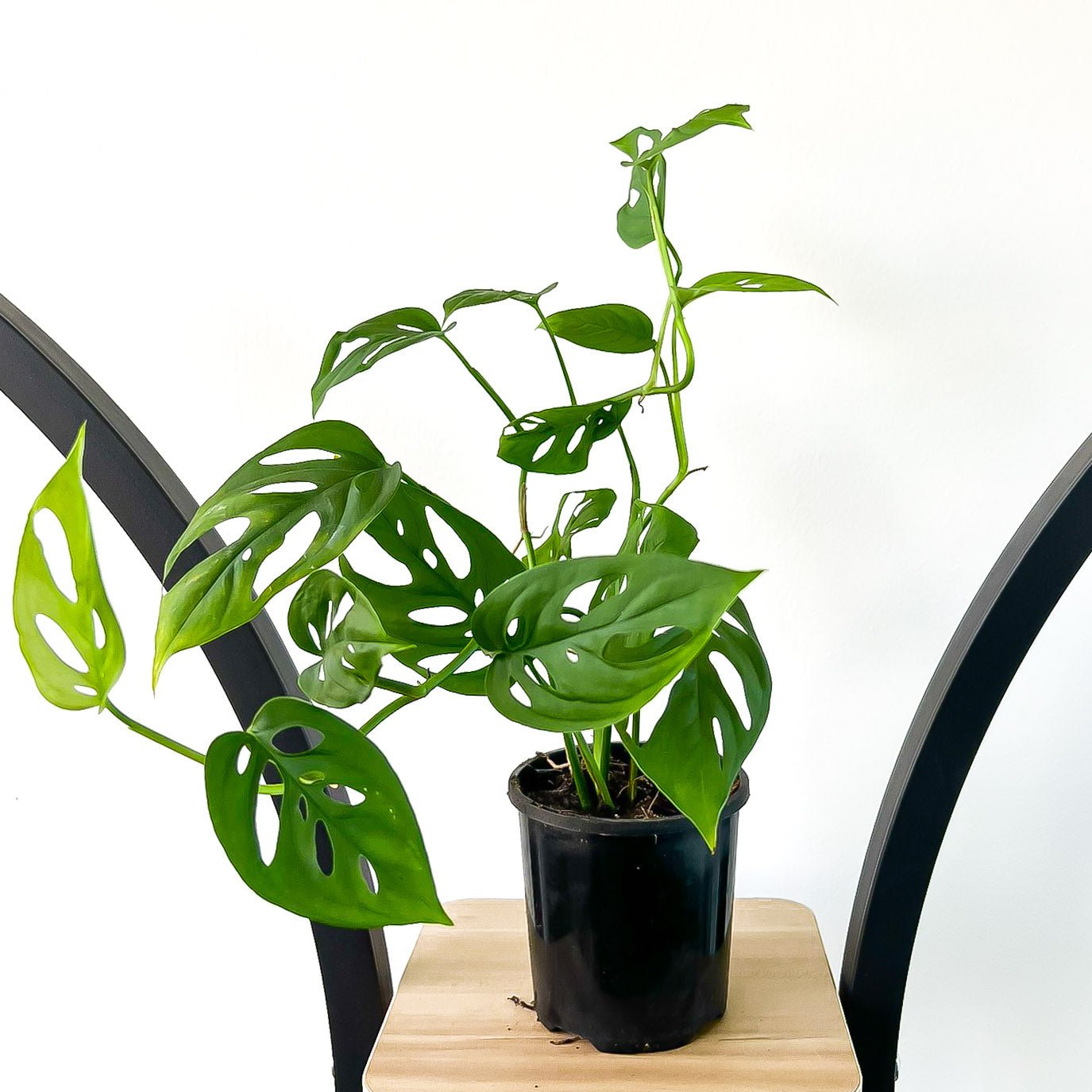 monstera acuminata Monstera Acuminata – The Plant Boys