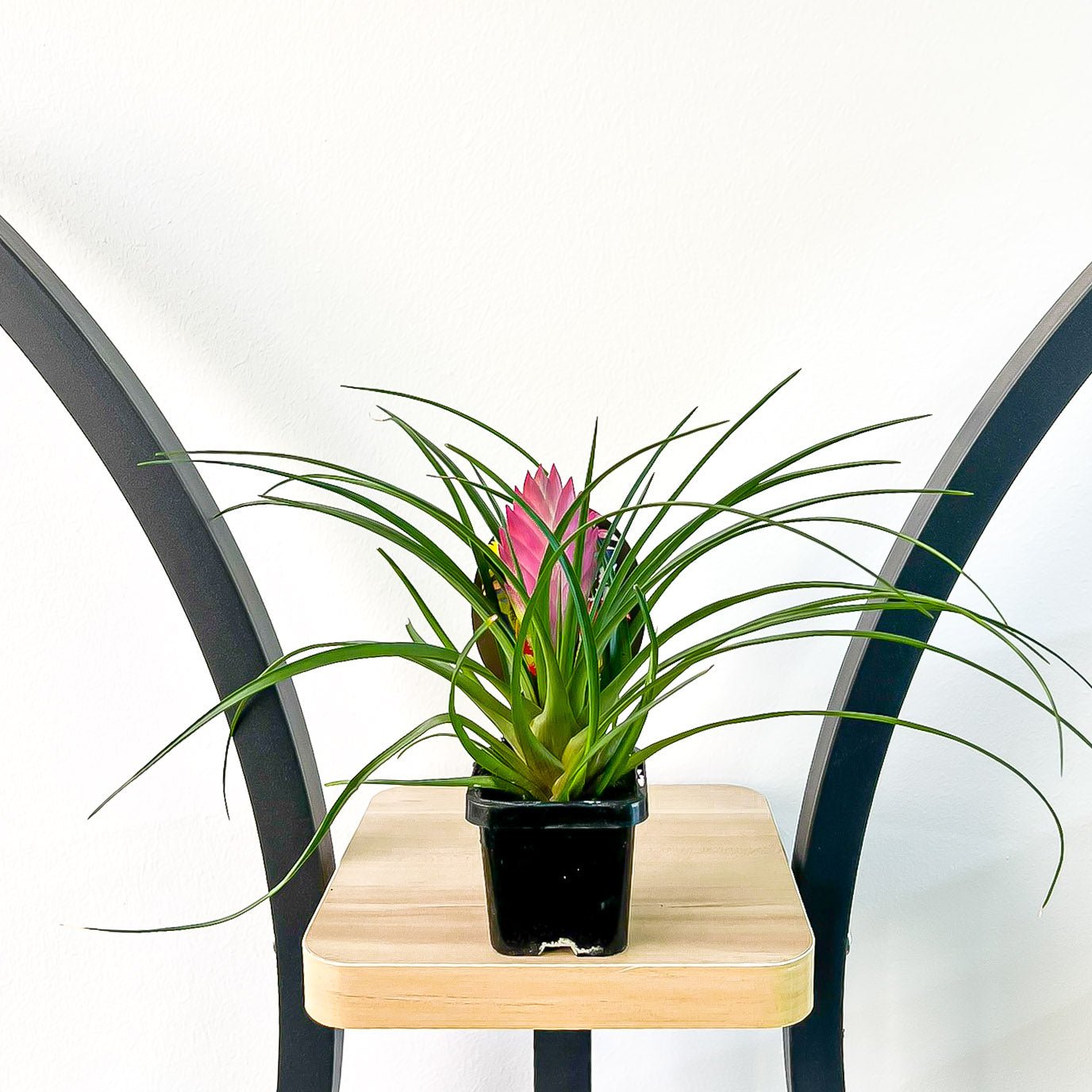 Tillandsia Cyanea Pink Quill | The Plant Boys