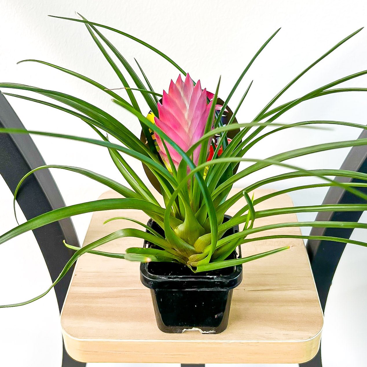 Tillandsia Cyanea Pink Quill | The Plant Boys