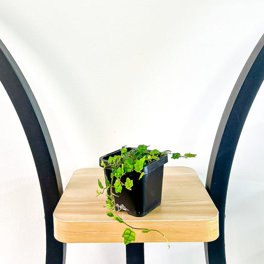 Ficus Pumila Quercifolia Mini Oak Leaf Fig | The Plant Boys